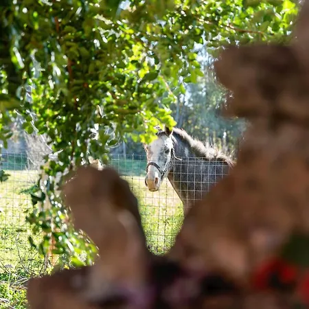 Casa Montjuic Mare & Passione *